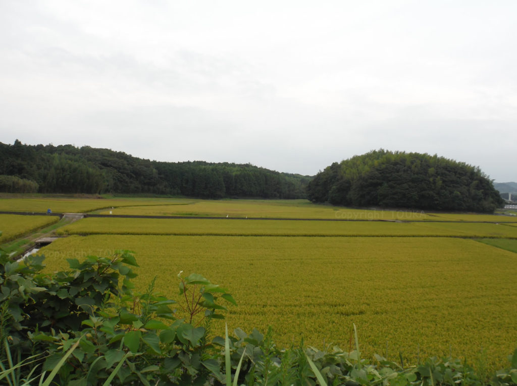 ricefield01