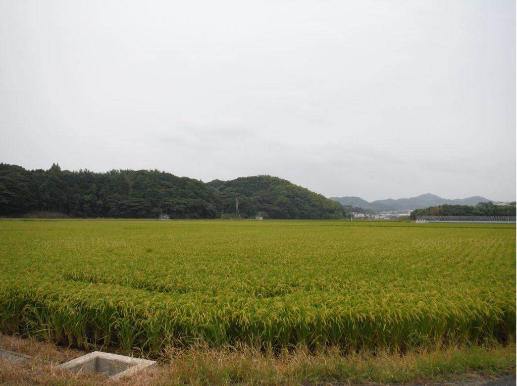 ricefield02