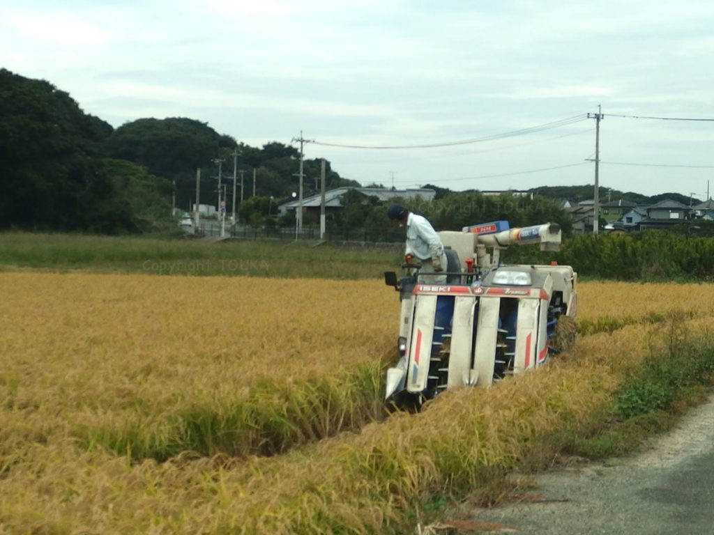 ricefield04