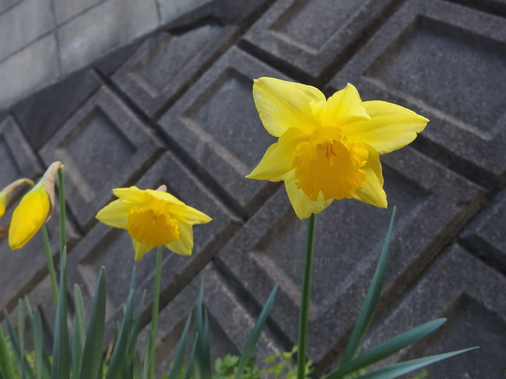 daffodils01