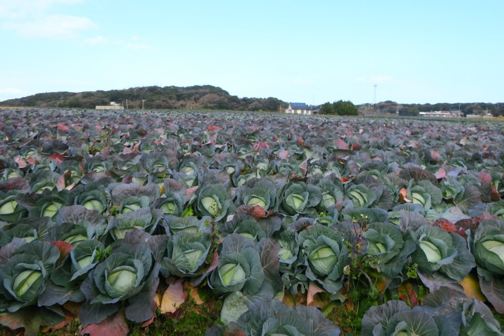 seabreezecabbage01